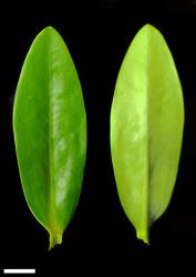 Veronica saxicola. Leaf surfaces, adaxial (left) and abaxial (right). Scale = 10 mm.
 Image: P.J. Garnock-Jones © P.J. Garnock-Jones CC-BY-NC 3.0 NZ